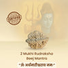 2 Mukhi Natural Rudraksha – Do Mukhi Original Rudraksha Bead