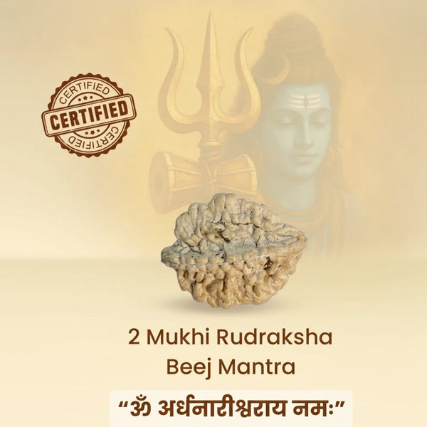 2 Mukhi Natural Rudraksha – Do Mukhi Original Rudraksha Bead