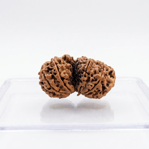 Gauri Shankar Rudraksha – Original Certified Shiv Parvati Naturally Joint Rudraksha