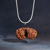 Gauri Shankar Rudraksha – Original Certified Shiv Parvati Naturally Joint Rudraksha