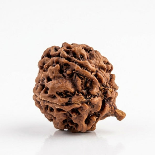 Ganesh Mukhi Rudraksha – Natural Origin Ganesh Rudraksha Bead