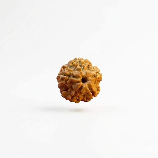 5 Mukhi Rudraksha – Panch Mukhi Five Faced Original Rudraksha Bead