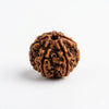 6 Mukhi Rudraksha – Certified Natural Six Faced Rudraksha Bead