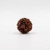 6 Mukhi Rudraksha – Certified Natural Six Faced Rudraksha Bead