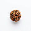 6 Mukhi Rudraksha – Certified Natural Six Faced Rudraksha Bead