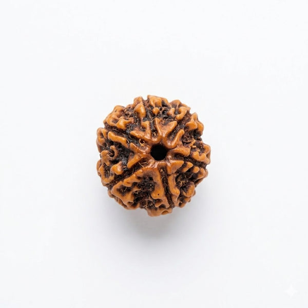 6 Mukhi Rudraksha – Certified Natural Six Faced Rudraksha Bead