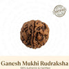 Ganesh Mukhi Rudraksha – Natural Origin Ganesh Rudraksha Bead
