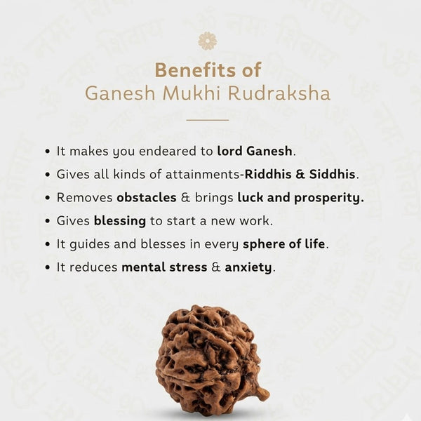 Ganesh Mukhi Rudraksha – Natural Origin Ganesh Rudraksha Bead